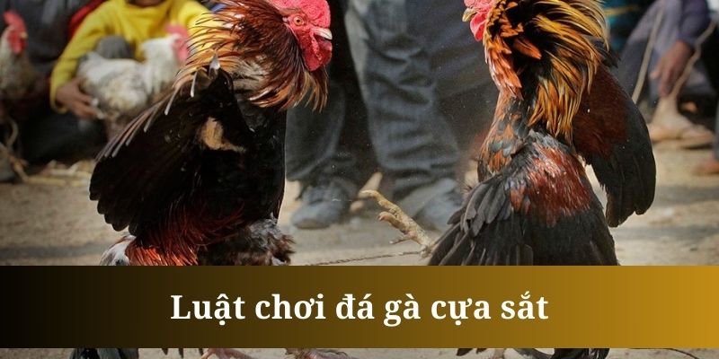 Giải đấu này thiết lập quy định nghiêm ngặt cho mỗi chiến kê tham gia